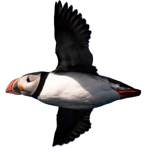 A flying puffin