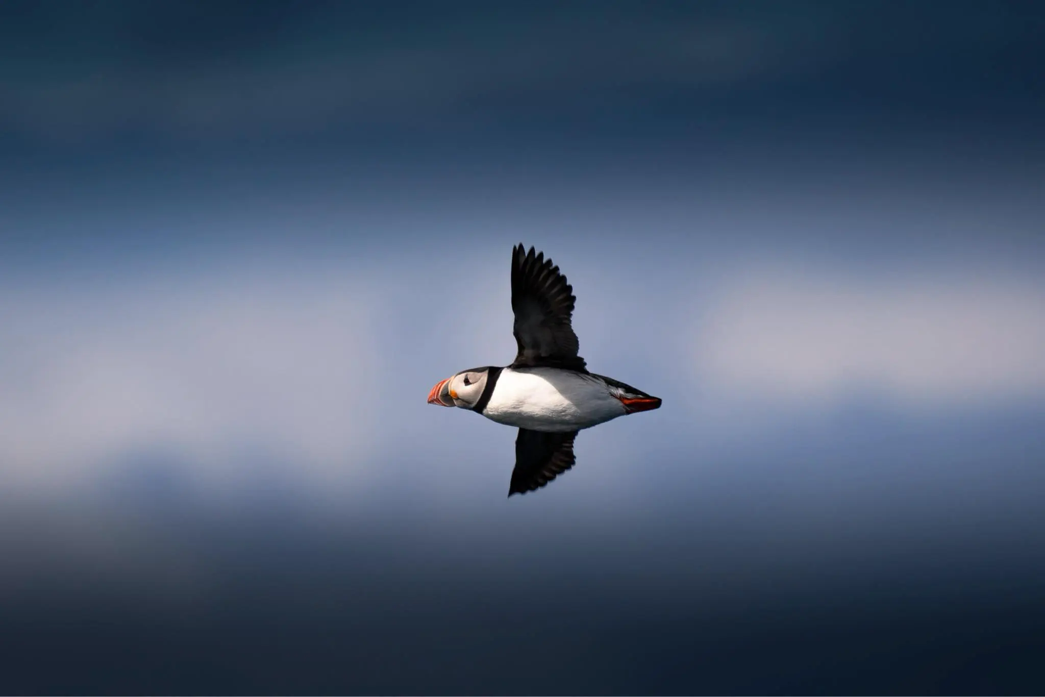 Puffin safari