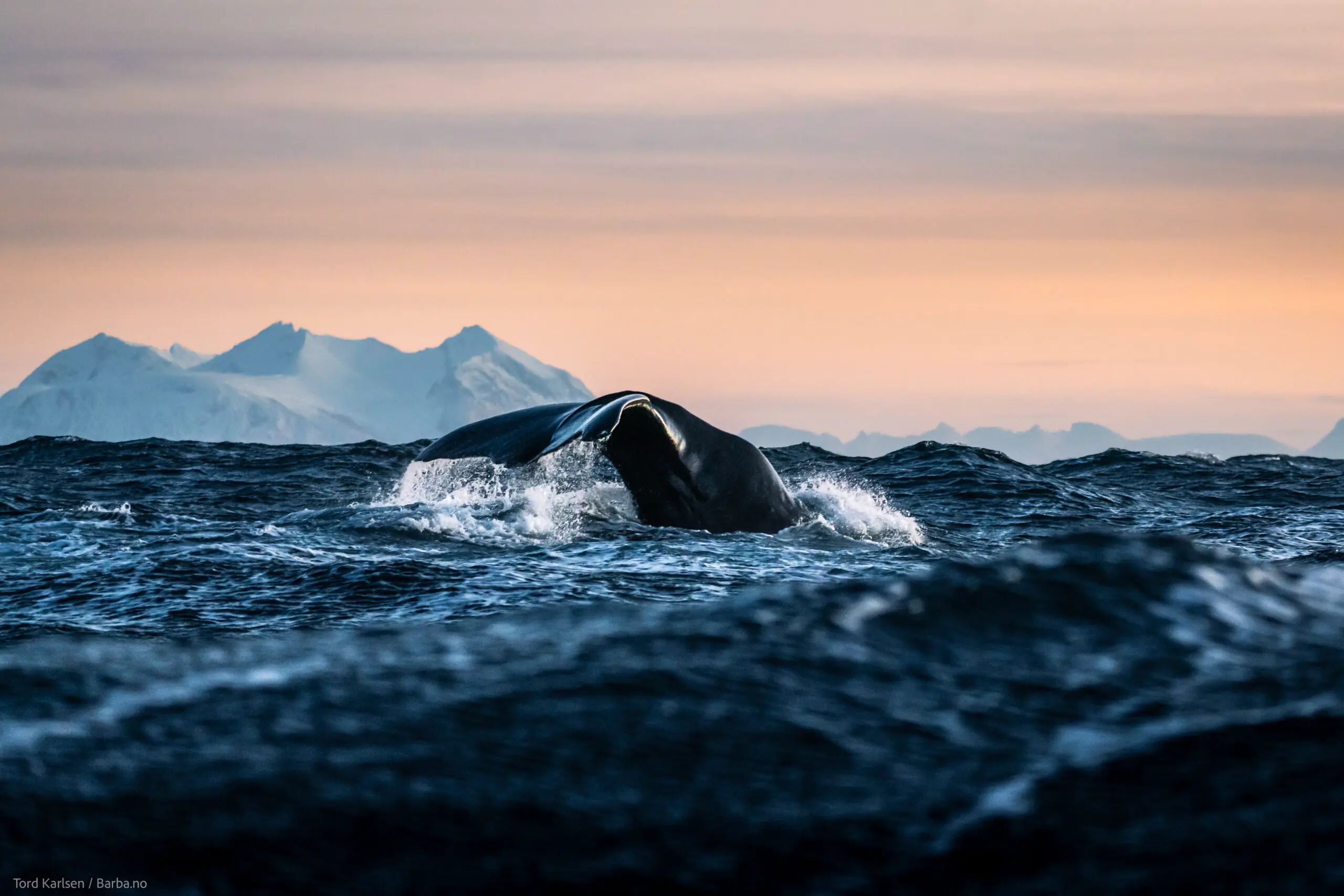 Whale safari