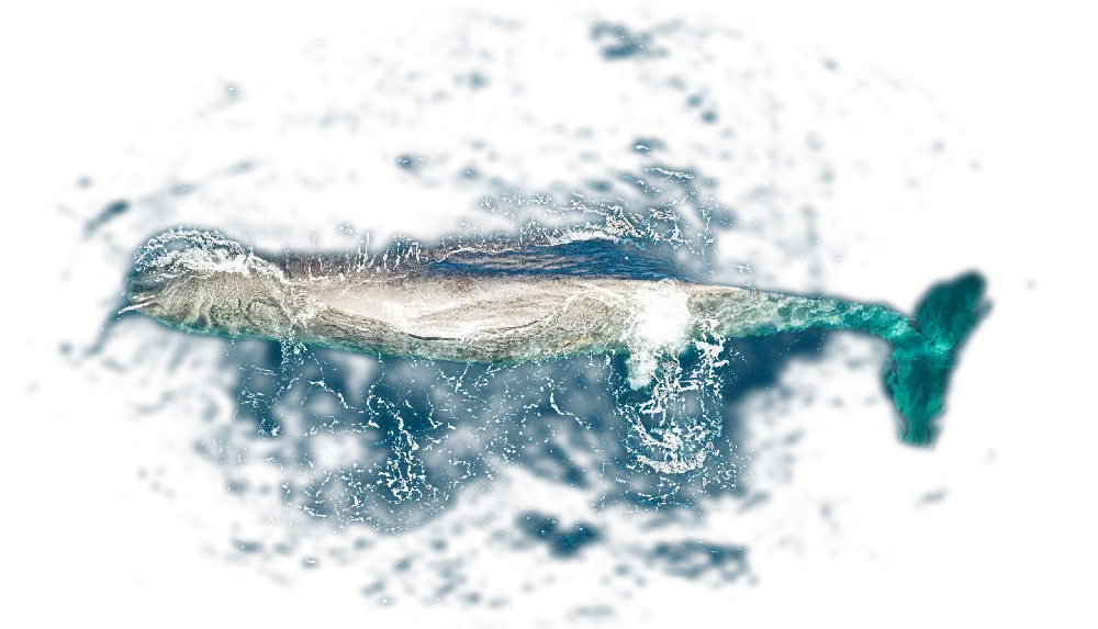 A sperm whale from above